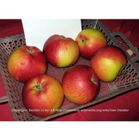 Rubinola, Apfel Baum, schorfresistent, süß und lecker Co. von BAUMSCHULE GOLD