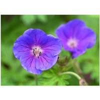 Baumschule Gold - Storchschnabel Gravetye viele große violettblaue Blüten von BAUMSCHULE GOLD