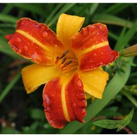 Baumschule Gold - Taglilie Frans Hals wie Curry mit Paprika zweifarbige Hemerocallis im 11cm Topf von BAUMSCHULE GOLD