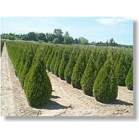 Baumschule Gold - Thuja Smaragd ca. 70 bis 80 cm, im Topf gewachsen von BAUMSCHULE GOLD