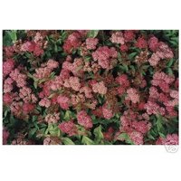 Baumschule Gold - Zwergspiere weinrot Spiraea Anthony Waterer von BAUMSCHULE GOLD