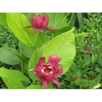 Baumschule Gold - roter großblumiger Gewürzstrauch Sinocalycalycanthus Hartlage Wine 100-120 cm von BAUMSCHULE GOLD