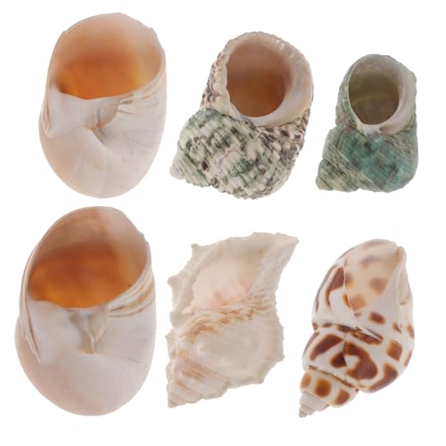 BAZEITFLOW 6 Stück Teiliges Natürliche Meeresschnecken Muschel Dekorationen Glatte Oberfläche Vielseitig für Aquarium Schreibtisch und Wohnaccessoires Küsten Dekor für Zuhause und Geschenke BAZEITFLOW 6 Stück Teiliges Natürliche Meeresschnecken Muschel Dekorationen Glatte Oberfläche Vielseitig für Aquarium Schreibtisch und Wohnaccessoires Küsten Dekor für Zuhause und Geschenke von BAZEITFLOW