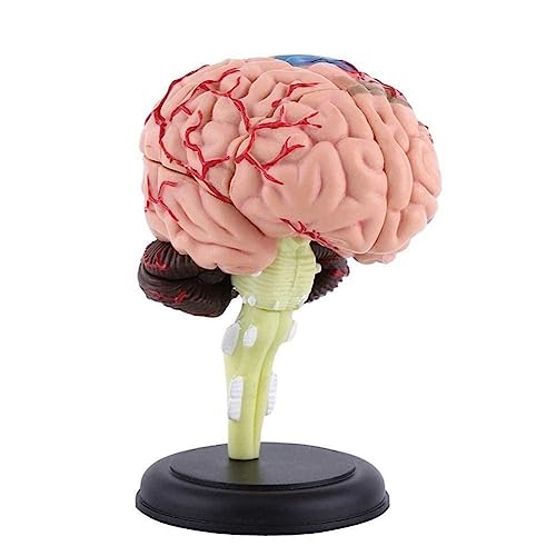 45CM Menschliche Wirbelsäule mit Becken Modell Menschliche Anatomische Anatomie Wirbelsäule Medizinische Medizinische Versorgung Schule Lehre Modell von BBASILIYSD