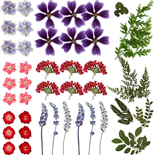 BBTO 85 Stücke Echte Getrocknete Gepresste Blumen: Lila, Rosa, Rot, Grün - Getrocknete Blumen - Mixed Flowers - Drinnen von BBTO