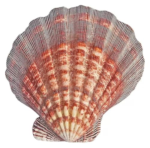 Große Muscheln. 1 Pcs Scallop Shell 13-15Cm for Crafting for DIY Fish Tank Vase Filler(13~14cm) von BCJMKDX