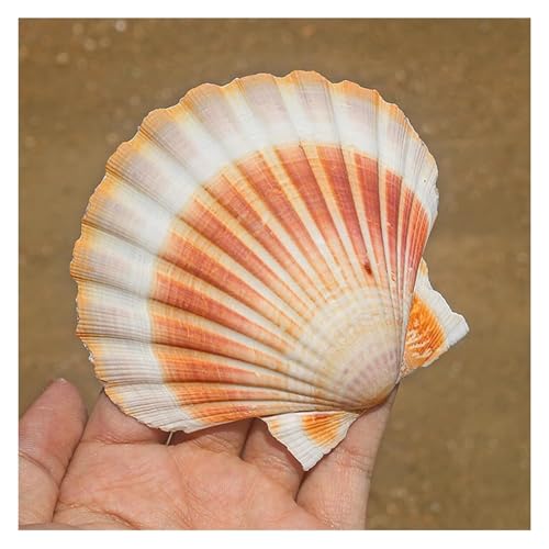 Große Muscheln. Yellow Scallops Shell 3-4 Inch From Sea Beach Seashells for Crafting for DIY Fish Tank Vase Filler Große Muscheln. Yellow Scallops Shell 3-4 Inch From Sea Beach Seashells for Crafting for DIY Fish Tank Vase Filler von BCJMKDX