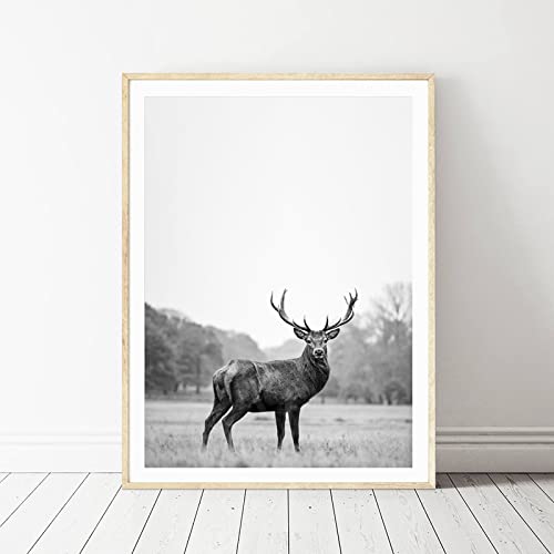 Hirsch Schwarz Weiß Fotografie Poster Kunstdruck Moderne Tiere Bild Wand Bilder Bild Nordische Leinwand Bild Wohnzimmer Wanddekoration 50x70 cm Ungerahmt von BDHcdfAJGf