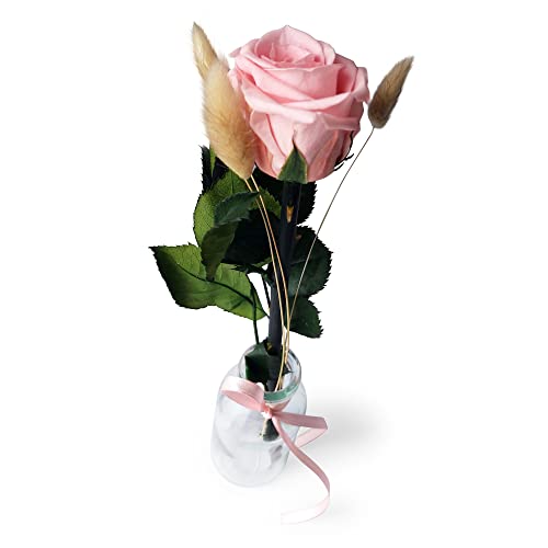 Konservierte Rose mit Vase - Echte ewige Rose mind. 3 Jahre haltbar – kurze Rose mit Stiel Höhe 26 cm - stilvolle Dekoration mit Infinity Rose - Geschenk für jeden Anlass - Made in Germany (Rosa) von BEIJA FLOR