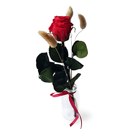 Konservierte Rose mit Vase - Echte ewige Rose mind. 3 Jahre haltbar – kurze Rose mit Stiel Höhe 26 cm - stilvolle Dekoration mit Infinity Rose - Geschenk für jeden Anlass - Made in Germany (Rot) von BEIJA FLOR