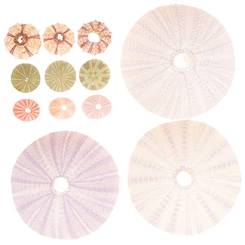 BELLIFFY Seeigel Luftpflanzentopf Dekoration 12-teilig Satz Mit Muschel Ornament Für Heimdeko Aquarium Bepflanzung BELLIFFY Seeigel Luftpflanzentopf Dekoration 12-teilig Satz Mit Muschel Ornament Für Heimdeko Aquarium Bepflanzung von BELLIFFY