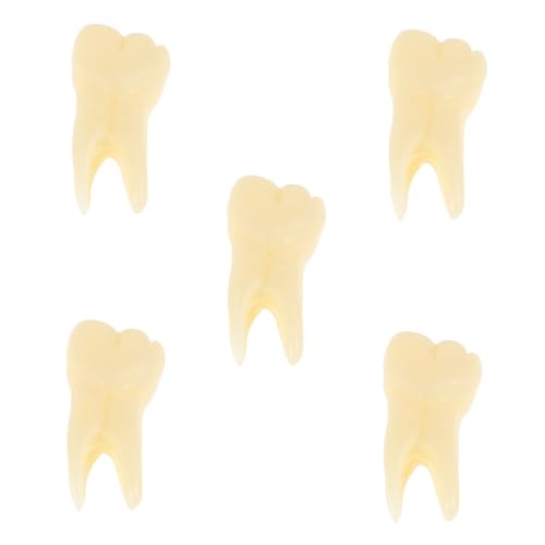 BELLIFFY 5 Stück Realistisches Zahnmodell Detailgetreues Kompaktes und Vielseitiges Fake Teeth Anschauliches Zahnteile Modell für Mundgesundheit und Lehrzwecke von BELLIFFY