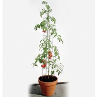 Tomatenturm 180 cm hoch Spalier Rankhilfe Rankgitter - Bellissa von BELLISSA