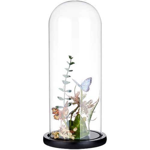 BENECREAT 11.7x30cm Ewige transparente Blumenglasabdeckung, Glaskuppel-Glockenglas mit schwarzem Massivholzsockel für DIY-Blumenhandwerk von BENECREAT