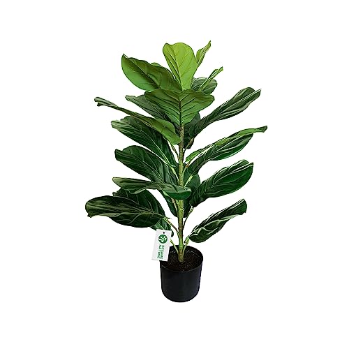 BEESAMENATURE Kunstpflanzen Style1 Fiddle Leaf Feigenbaum, 76,2 cm hoch von BESAMENATURE