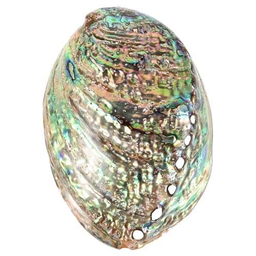 BESPORTBLE 10-12Cm Große Abalone-Schale Weihrauchbrenner Tablett Schmuck Aufbewahrungsschale Tisch Dekorative Verzierung für Home-Office-Dekor von BESPORTBLE