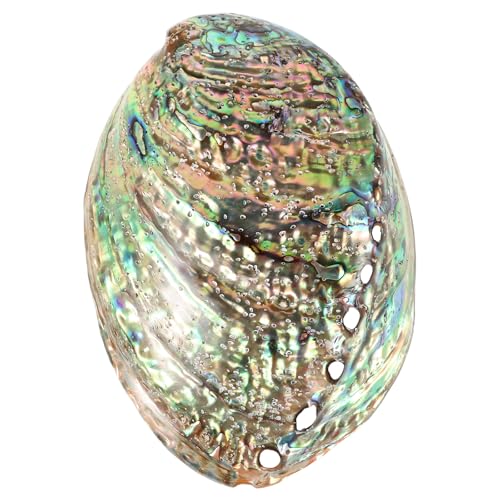BESPORTBLE 10-12Cm Große Abalone-Schale Weihrauchbrenner Tablett Schmuck Aufbewahrungsschale Tisch Dekorative Verzierung für Home-Office- von BESPORTBLE