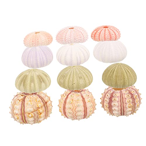 BESPORTBLE 12stücke Natürliche Für Luftpflanzen Kreative Deko Für Aquarien Tischdekoration Und Fotografie Für Strand Und Meeresliebhaber von BESPORTBLE