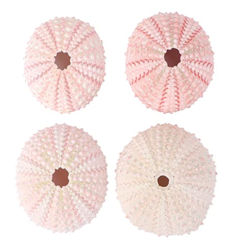 BESPORTBLE 4Pcs Seeigel Ornamente Natürliche Muscheln Deko Terrarien Pflanzen Halter Vase Füllstoff Aquarium Ornamente für Zuhause Garten Fischtank Handwerk Strand Dekoration BESPORTBLE 4Pcs Seeigel Ornamente Natürliche Muscheln Deko Terrarien Pflanzen Halter Vase Füllstoff Aquarium Ornamente für Zuhause Garten Fischtank Handwerk Strand Dekoration von BESPORTBLE