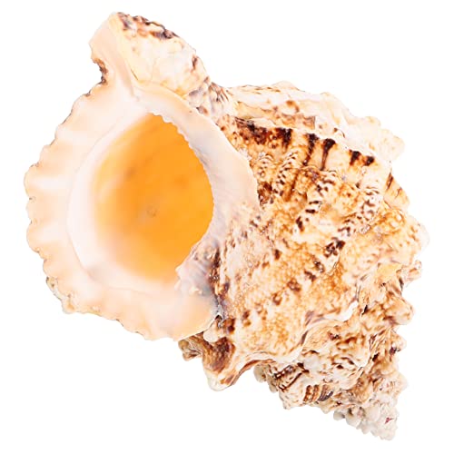 BESPORTBLE Echte Natürliche Conch-Muschel Dekorative Muschel für Aquarium Große Muschel für Strand-Themen-heimdekoration -Feeling BESPORTBLE Echte Natürliche Conch-Muschel Dekorative Muschel für Aquarium Große Muschel für Strand-Themen-heimdekoration -Feeling von BESPORTBLE