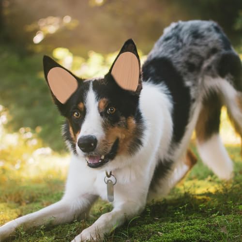 BESPORTBLE Hundeohr-zubehör 1 Paar Welpen-ohrstütze Einfach Anzubringendes Klebeband Haustier-Ohr-Set BESPORTBLE Hundeohr-zubehör 1 Paar Welpen-ohrstütze Einfach Anzubringendes Klebeband Haustier-Ohr-Set von BESPORTBLE