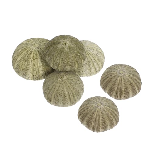 BESTOYARD 6stücke Natürliche Seeigel-Muscheln Für Luftpflanzenhalter Dekorative Muscheln Für -Party-Dekoration Seeigelschalen Zum Basteln von BESTOYARD