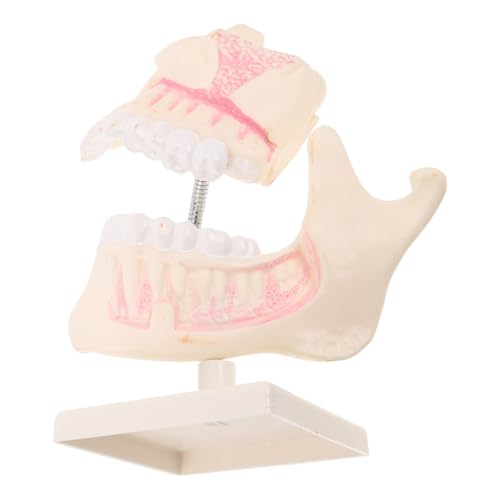 BESTYASH Detailliertes Zahnmodell für Klinische Praxis mit Realistischem Kunststoff Verschleißfest Präzise Zahnstruktur Kompakt und Leicht für Ausbildung und Selbststudium BESTYASH Detailliertes Zahnmodell für Klinische Praxis mit Realistischem Kunststoff Verschleißfest Präzise Zahnstruktur Kompakt und Leicht für Ausbildung und Selbststudium von BESTYASH