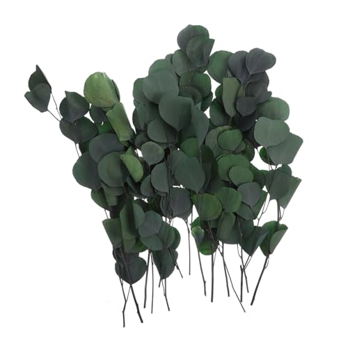 BESTYASH Getrocknete Eukalyptusblätter Eukalyptusstiele Blumenvasenfüller Dekoration Für Rustikal Und Bäuerlich Echte Trockenblumen Für Hochzeit Und Party von BESTYASH