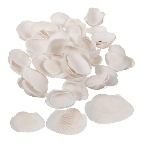 BESTYASH Natürliche Weiße Jakobsmuscheln DIY Bastelmuscheln für Stranddeko Schmuckherstellung Hochzeit Fischglas und Handgemachte Ornamente von BESTYASH