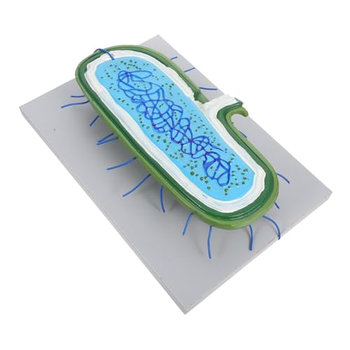 BESTYASH Vergrößertes Tierzellenmodell mit Zellkern Bausatz Detaillierte Zellstruktur Interaktives Wissenschaftsspielzeug für Biologieunterricht und Schüler Langlebig für BESTYASH Vergrößertes Tierzellenmodell mit Zellkern Bausatz Detaillierte Zellstruktur Interaktives Wissenschaftsspielzeug für Biologieunterricht und Schüler Langlebig für von BESTYASH