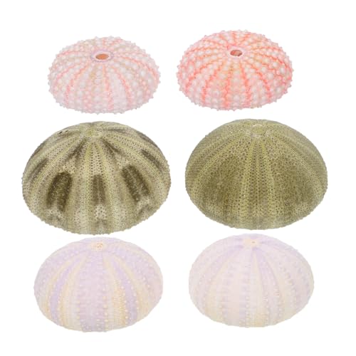 BESTonZON 6Pcs Natürliche Seeigel Shell Set für Air Pflanzen Vase Füllstoff Muscheln Muscheln Anlage Halter Nautischen Home Dekoration für DIY Handwerk Projekte von BESTonZON