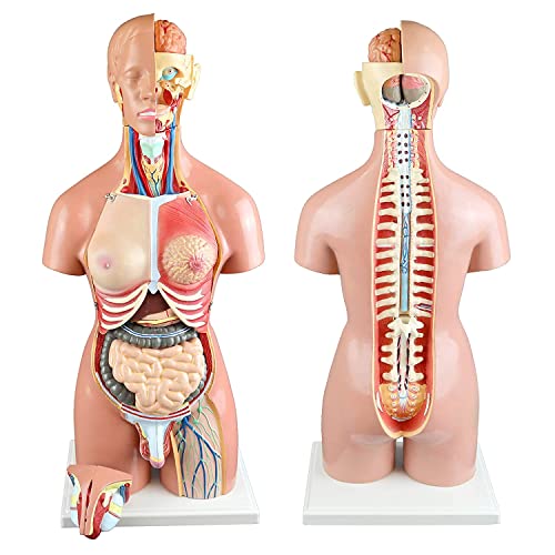 BEZAX 55 cm zweigeschlechtliches menschliches Torso-anatomisches Modell 22 abnehmbare Teile mit offenem Rücken | Offener Rücken legt Muskelschichten, Wirbelvolumen und Nervenäste frei von BEZAX