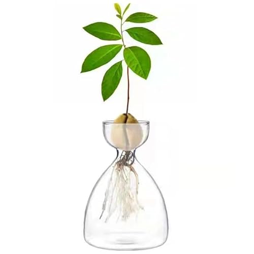 BFYDOAA Avocado-Samen-Starter-Vase, Kleiner Avocado-Baum-Glas-Pflanztopf, Klare Avocado-Wachstumsflasche für Gartenliebhaber, Kinder, Geschenk(B) von BFYDOAA