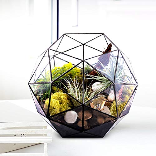 Geometrisches Terrarium für Luftpflanzen, Sukkulenten, Farn, Klarglas-Tisch-Landschaftsbehälter für DIY-Miniatur-Feengarten von BFYDOAA
