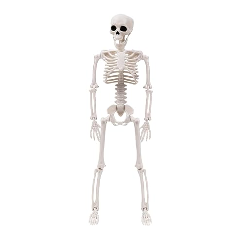 Halloween Skelett Set Ganzkörper Skelett mit beweglichen Gelenken für Halloween Party Hof Garten Dekoration Realistisches Skelett von BIGULA