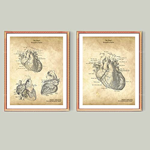 BINGJIACAI Menschliches Herz Anatomie Poster Vintage Stil Medizinische Leinwand Malerei Wandkunst Bild Druck Arzt Büro Dekor-40x60cmx2 Ungerahmt von BINGJIACAI