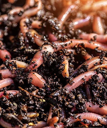 BIOTICA Kompostwürmer Gartenwürmer 400gr für Kompost Humus - Kalifornische rote Regenwürmer Eisenia fetida ausgezeichnet für die häusliche Kompostierung von BIOTICA