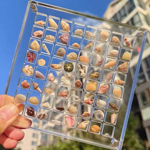 Acrylic Magnetic Seashell Display Box, Klare Muschel-Aufbewahrungsbox, Aufbewahrungsbox, Display-Organizer, Acryl-Display-Box für Muscheln, Diamanten, Edelsteine (64) von BITHAI