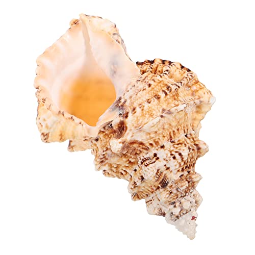 BIUDECO Große Natürliche Meeresschnecke Conch Muschel Aquarium Dekoration Rustikal Strand Themenparty DIY Handwerk Wohnaccessoire BIUDECO Große Natürliche Meeresschnecke Conch Muschel Aquarium Dekoration Rustikal Strand Themenparty DIY Handwerk Wohnaccessoire von BIUDECO
