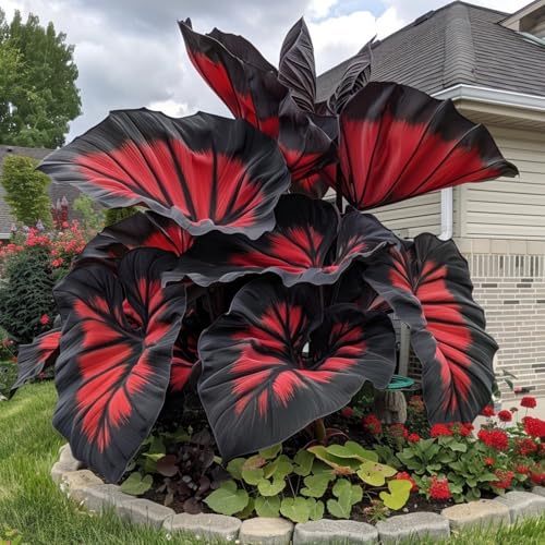 Elefantenohr Pflanze-NatüRlicher Sichtschutz, Frosthart, Duftende BlüTen - FüR BalkonbegrüNung Und Exotische Gartengestaltung - Beliebte Wahl FüR Garten-Designer-10 ZWIEBELN-I von BIUPOW