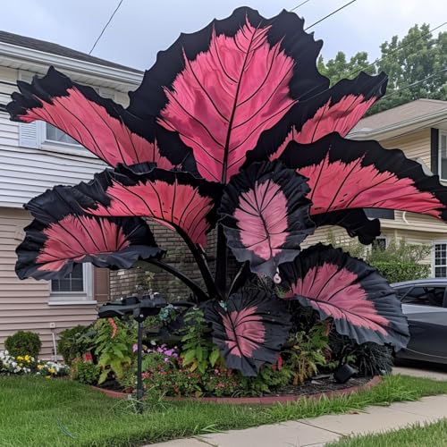 Elefantenohr Pflanze-NatüRlicher Sichtschutz, Frosthart, Duftende BlüTen - FüR BalkonbegrüNung Und Exotische Gartengestaltung - Beliebte Wahl FüR Garten-Designer-3 ZWIEBELN-H von BIUPOW