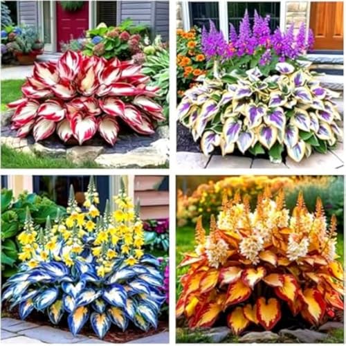 Funkienzwiebeln Hosta Pflanze Winterhart Xxl-Wurzeln - Frostsicher Luftreinigend - FüR Schattige InnenhöFe & Eingangsbereiche -4 zwiebeln-c von BIUPOW