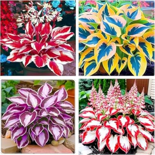 Funkienzwiebeln Hosta Pflanze Winterhart Xxl-Wurzeln - Frostsicher Luftreinigend - FüR Schattige InnenhöFe & Eingangsbereiche -6 zwiebeln-i von BIUPOW