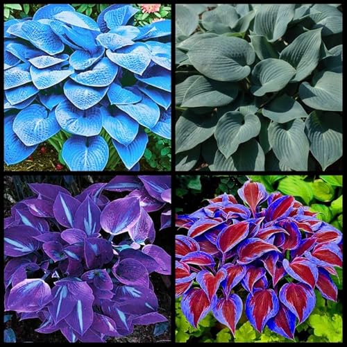 Funkienzwiebeln Hosta Pflanze Winterhart Xxl-Wurzeln - Frostsicher Luftreinigend - FüR Schattige InnenhöFe & Eingangsbereiche -8 zwiebeln-e von BIUPOW