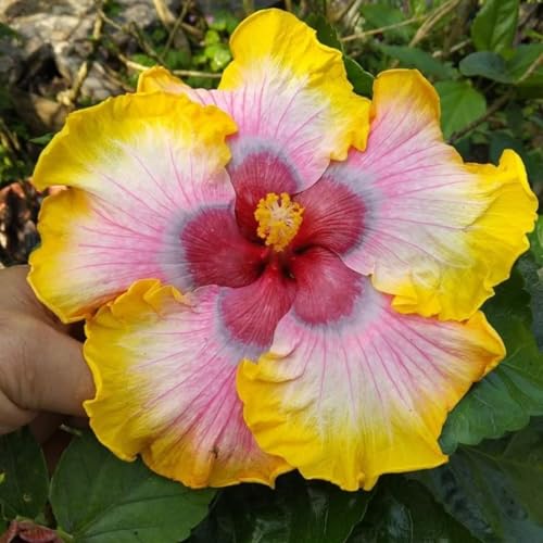 Hibiskus Pflanze Mit Strauch Kollen -Trockenresistent Duftend, Mediterranes Flair - Perfekt FüR AnfäNger-Winterharte Pflanzen FüR Garten Zierlauch Zwiebeln -4 zwiebeln-F von BIUPOW