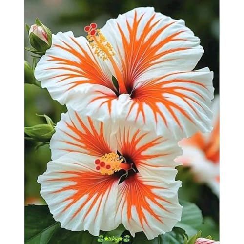 Hibiskus Pflanze Set XXL - Pflegeleichte Riesenblüten, Winterhart bis -15°C - Balkon/Garten Paradies|Schnellwachsend für Sichtschutz-2 zwiebeln-A von BIUPOW