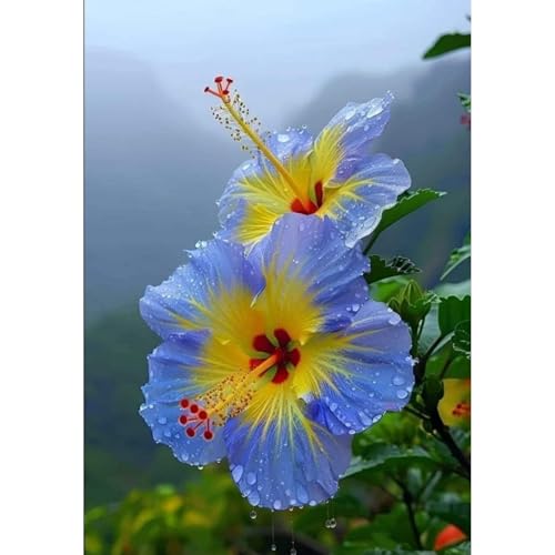 Hibiskus Pflanze Set XXL - Pflegeleichte Riesenblüten, Winterhart bis -15°C - Balkon/Garten Paradies|Schnellwachsend für Sichtschutz-3 zwiebeln-H von BIUPOW