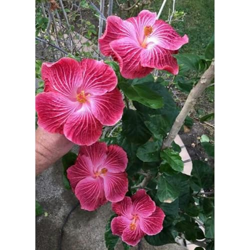 Hibiskus Pflanze Set XXL - Pflegeleichte Riesenblüten, Winterhart bis -15°C - Balkon/Garten Paradies|Schnellwachsend für Sichtschutz-3 zwiebeln-I von BIUPOW