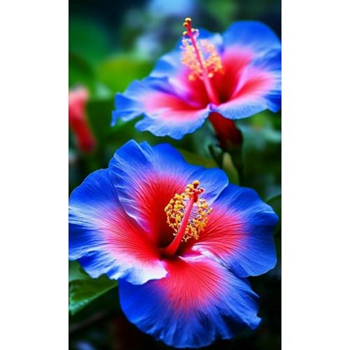 Hibiskus Pflanze Set XXL - Pflegeleichte Riesenblüten, Winterhart bis -15°C - Balkon/Garten Paradies|Schnellwachsend für Sichtschutz-4 zwiebeln-E von BIUPOW