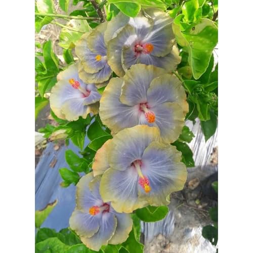 Hibiskus Pflanze Set XXL - Pflegeleichte Riesenblüten, Winterhart bis -15°C - Balkon/Garten Paradies|Schnellwachsend für Sichtschutz-5 zwiebeln-G von BIUPOW